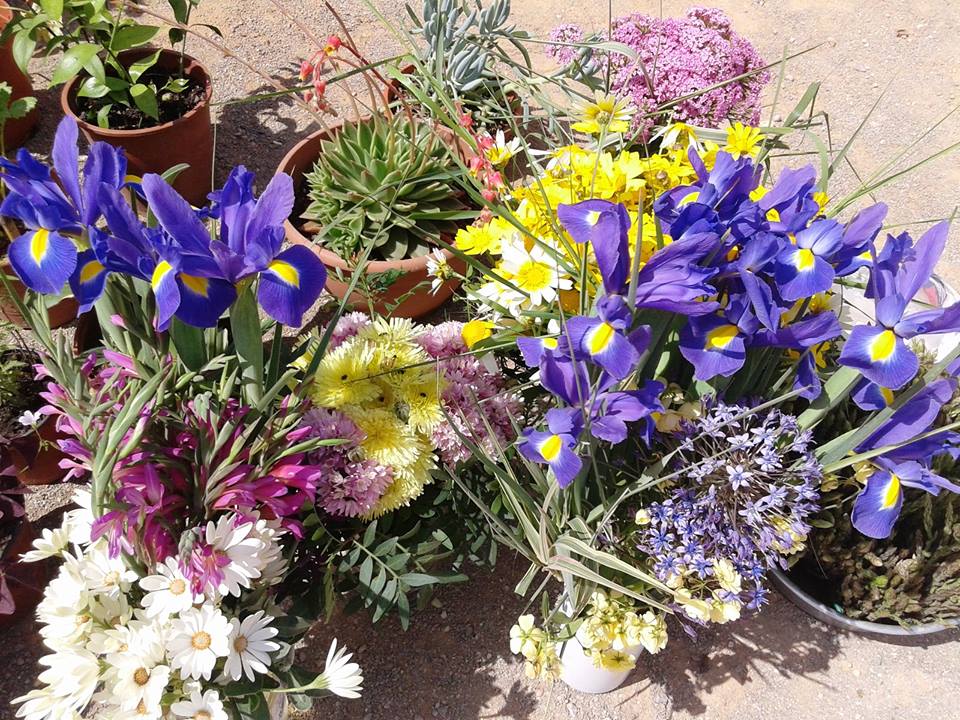 market to buy flowers in ibiza