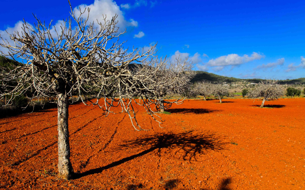 The soil in Ibiza is orange due to Pine trees