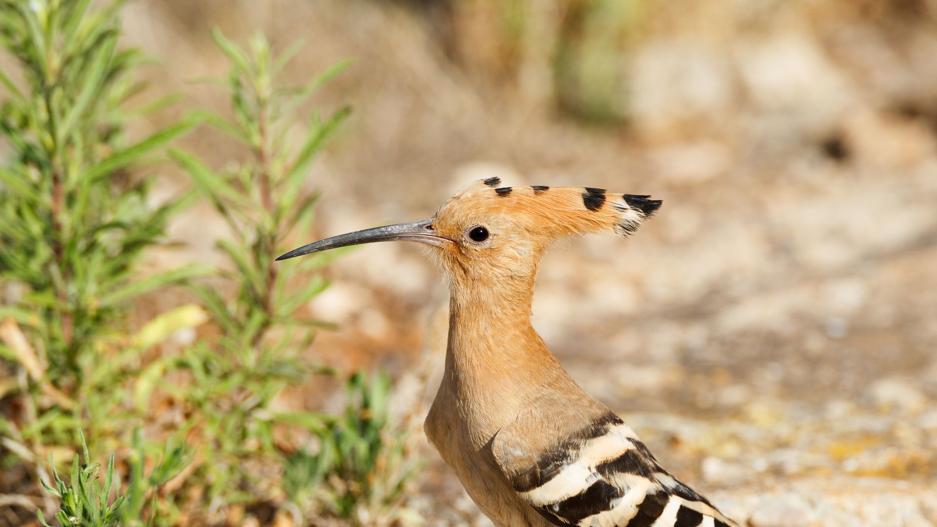 Birding in Ibiza