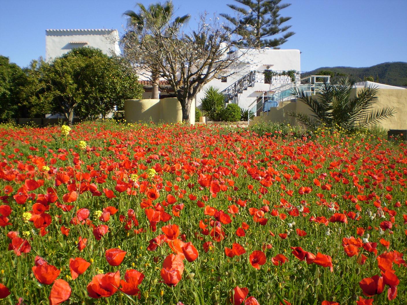 Jardn con amapolas