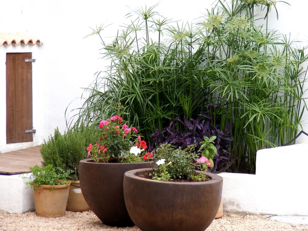 Zona jardín en una villa en Ibiza